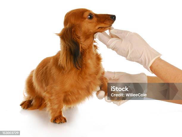 Tierärztliche Betreuung Stockfoto und mehr Bilder von Dackel - Dackel, Fotografie, Freisteller – Neutraler Hintergrund