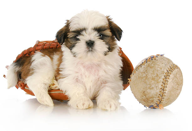 istock sports hound 153003755