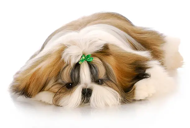 adorable shih tzu puppy with green bow laying down with reflection on white background