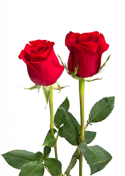 istock Two beautiful red roses on isolating background 153003966