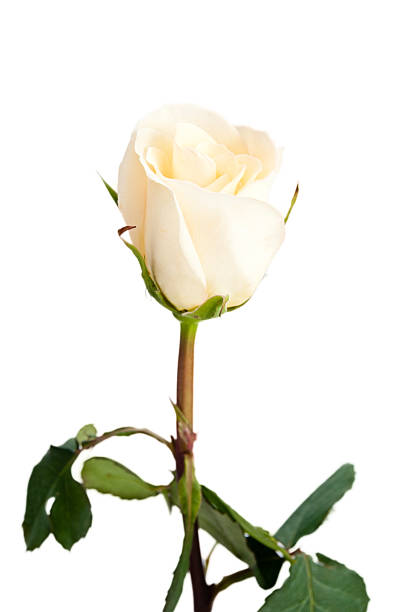 Single delicate yellow rose on isolating background stock photo