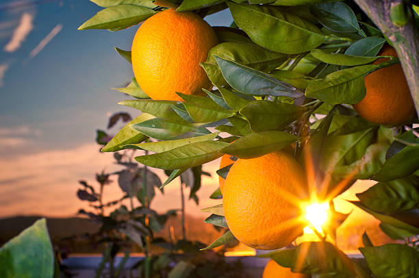 Seedless Valencia Oranges Medium large fruit is deep orange in color and seedless. orange tree photos stock pictures, royalty-free photos & images