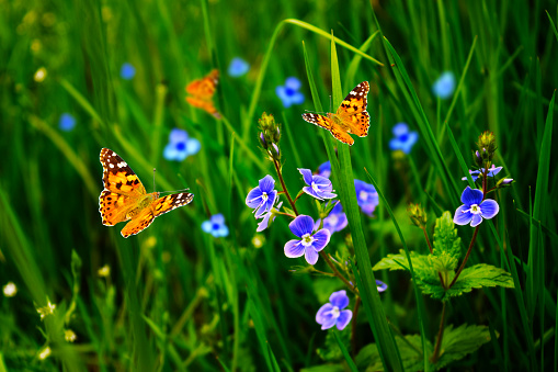 Beautiful butterflies and blue flowers in summer against the background of green grass in the garden.