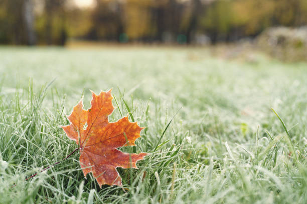 istock fallen frosted autumn maple leaves on grass 1530043768