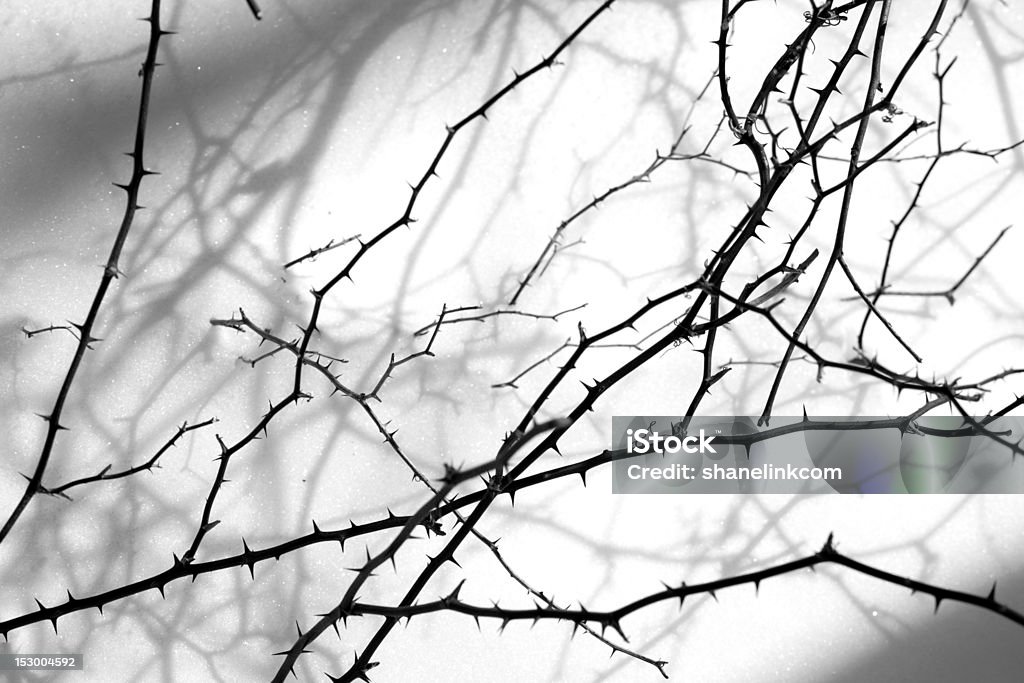 Thorn Bush Branch - Lizenzfrei Dornig Stock-Foto