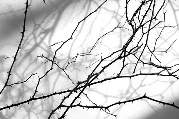 biancospino branch - thorn foto e immagini stock