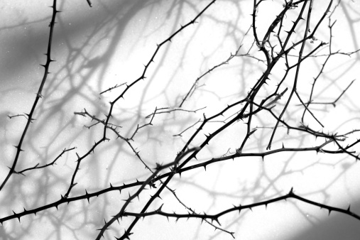 A photograph of a thorn bush branch.
