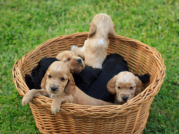 istock Cockers spaniel puppy 153005009