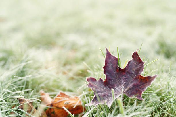 istock fallen frosted autumn maple leaves on grass 1530051823