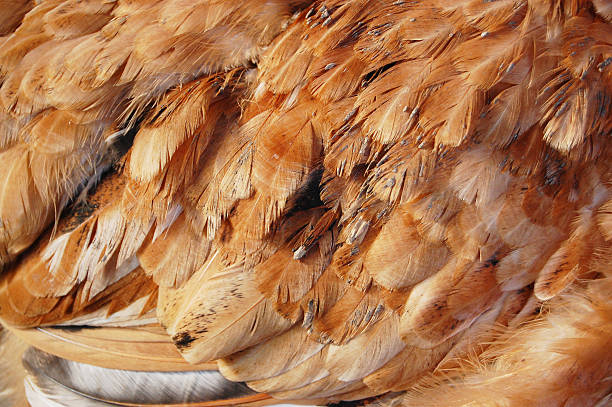 Feathers stock photo