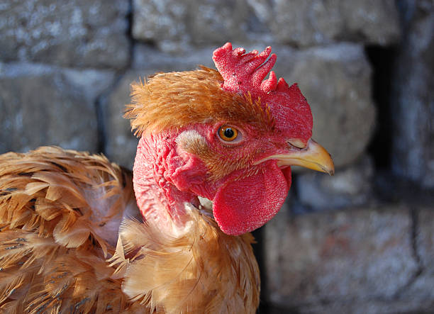 Chicken stock photo