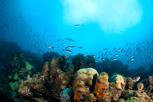 istock Tropical fish and coral reef 153005779
