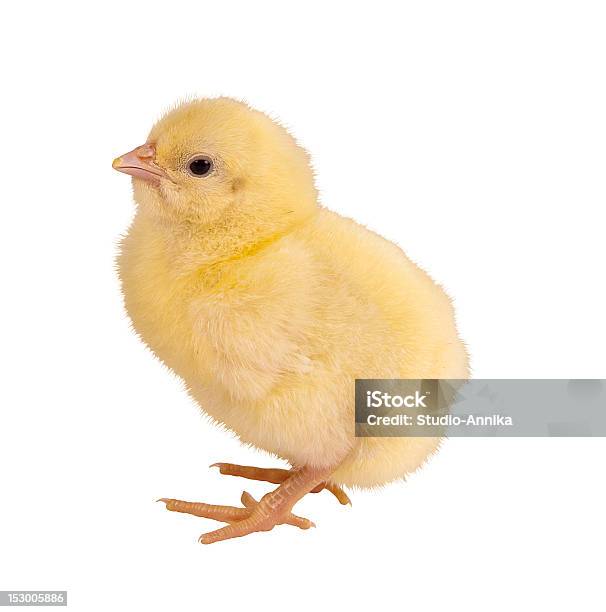 Ostern Chick Auf Weiß Stockfoto und mehr Bilder von Flauschig - Flauschig, Fotografie, Freisteller – Neutraler Hintergrund