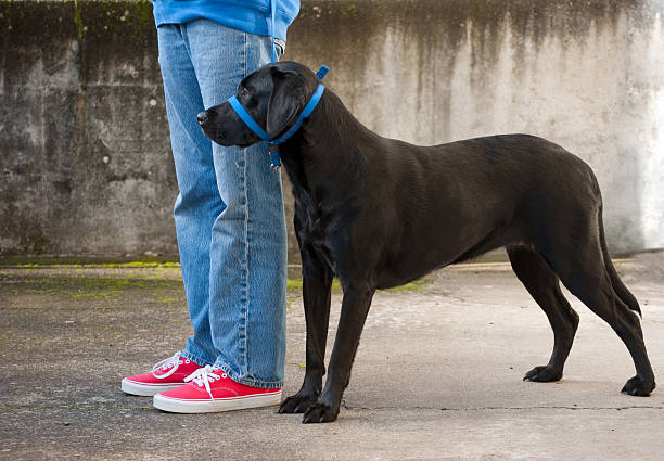 Black Lab wearing a head collar.