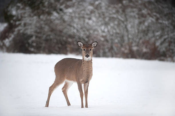 istock Whitetail deer doe in snow 153006255