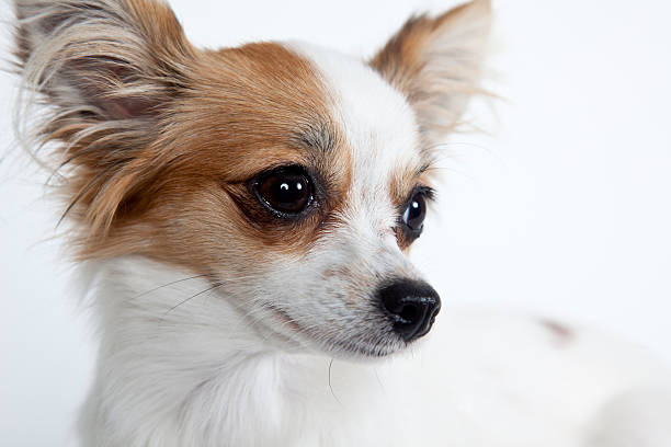 Longhaired miniature chihuahua closeup isolated on white stock photo