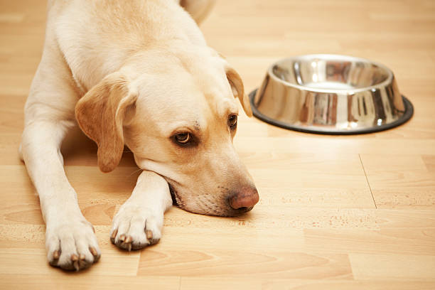 hambre labrador - sadness depression dog retriever fotografías e imágenes de stock