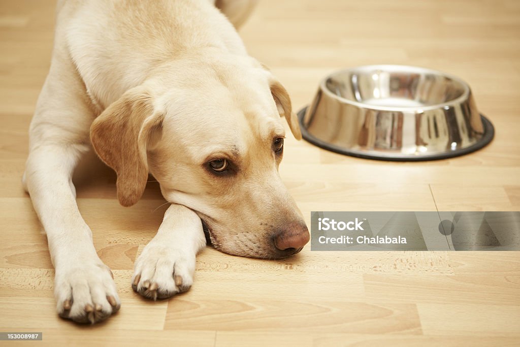 Hungry Labrador Labrador retriever is laying near a big empty dogfood bowl. Dog Stock Photo