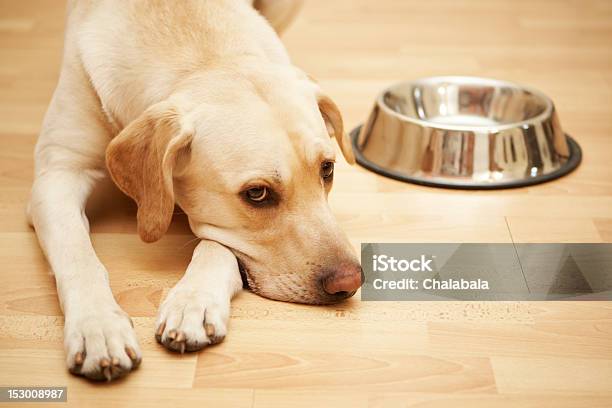 Hungry Labrador Stock Photo - Download Image Now - Dog, Dog Food, Sadness