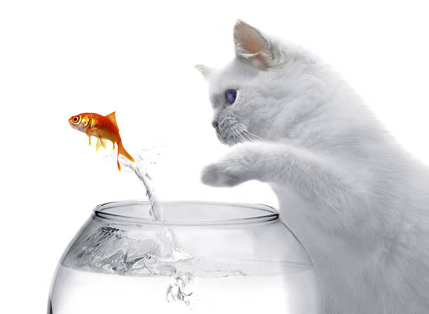 istock cat and a gold fish on white background 153009316
