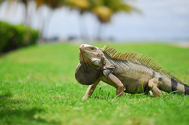 Iguana on grass stock photo