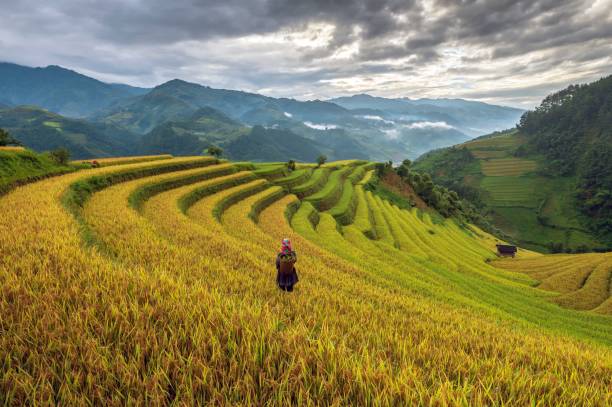 istock Terraced rice field in Mu Cang Chai, Vietnam 1530093961