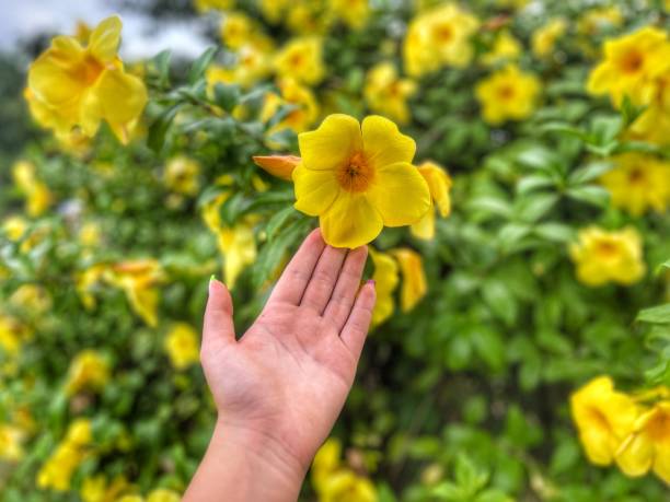 istock hand with yellow flowers 1530098216