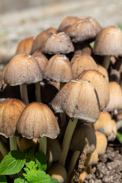 Closeup vertical photo of coprinaceae mushrooms Closeup vertical photo of coprinaceae mushrooms. Botanical name is psathyrellaceae. psathyrellaceae stock pictures, royalty-free photos & images