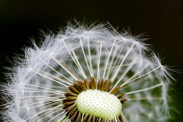 Dandelion and spores in spring stock photo