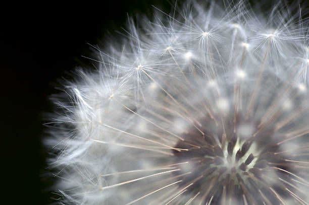 Close up of a dandelion and spores in spring stock photo