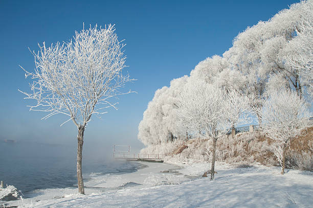 szadź - morning north latitude wonders rime zdjęcia i obrazy z banku zdjęć