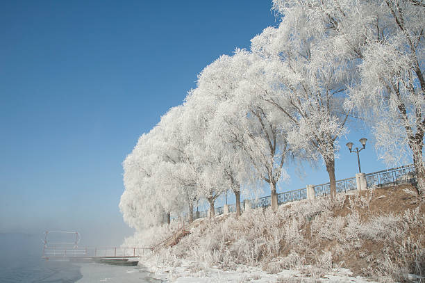 cencellada - morning north latitude wonders rime fotografías e imágenes de stock