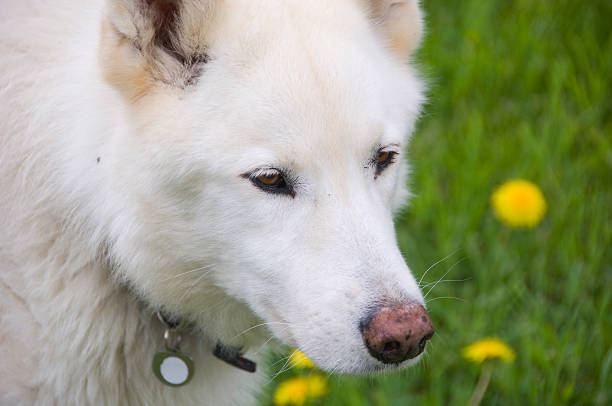 Noah stock photo