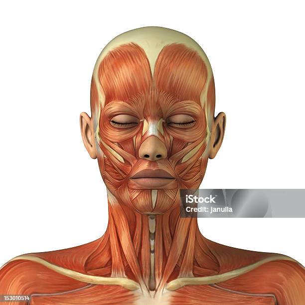 部位の筋肉システムの女性 - 人体構造のストックフォトや画像を多数ご用意 - 人体構造, 頬筋, 大頬骨筋