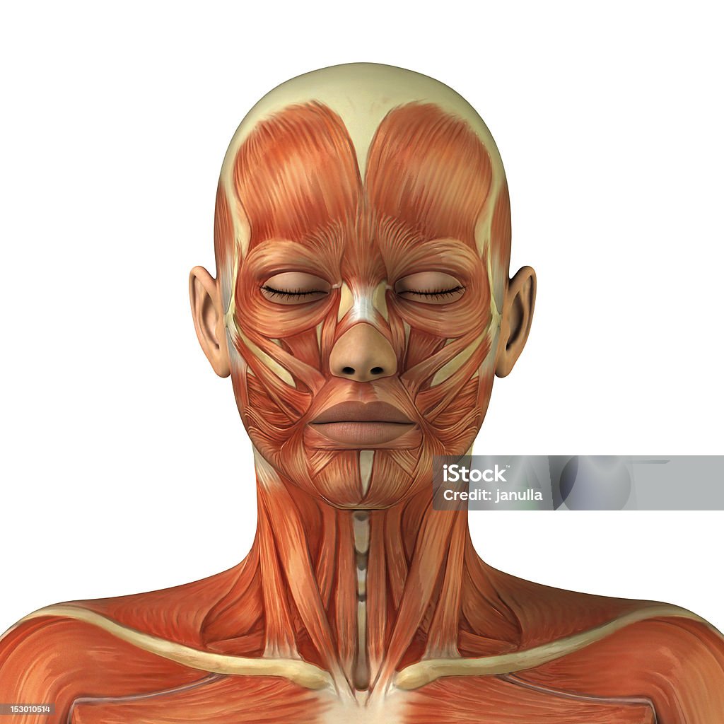 Anatomy of female head muscular system Body without skin anterior view Anatomy Stock Photo