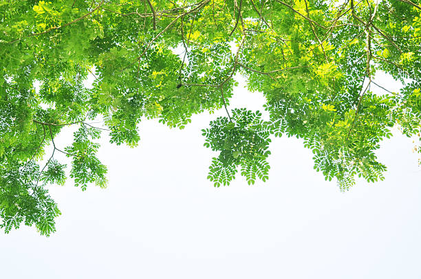 Árvore verde Verão férias Pingente no Céu - fotografia de stock