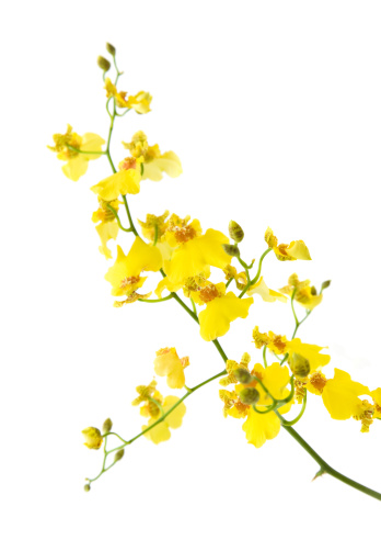bright yellow Oncidium orchid isolated on white background; diagonal composition
