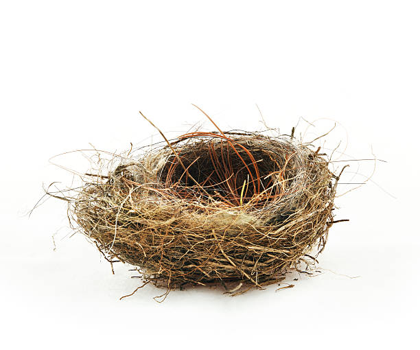 Empty nest stock photo