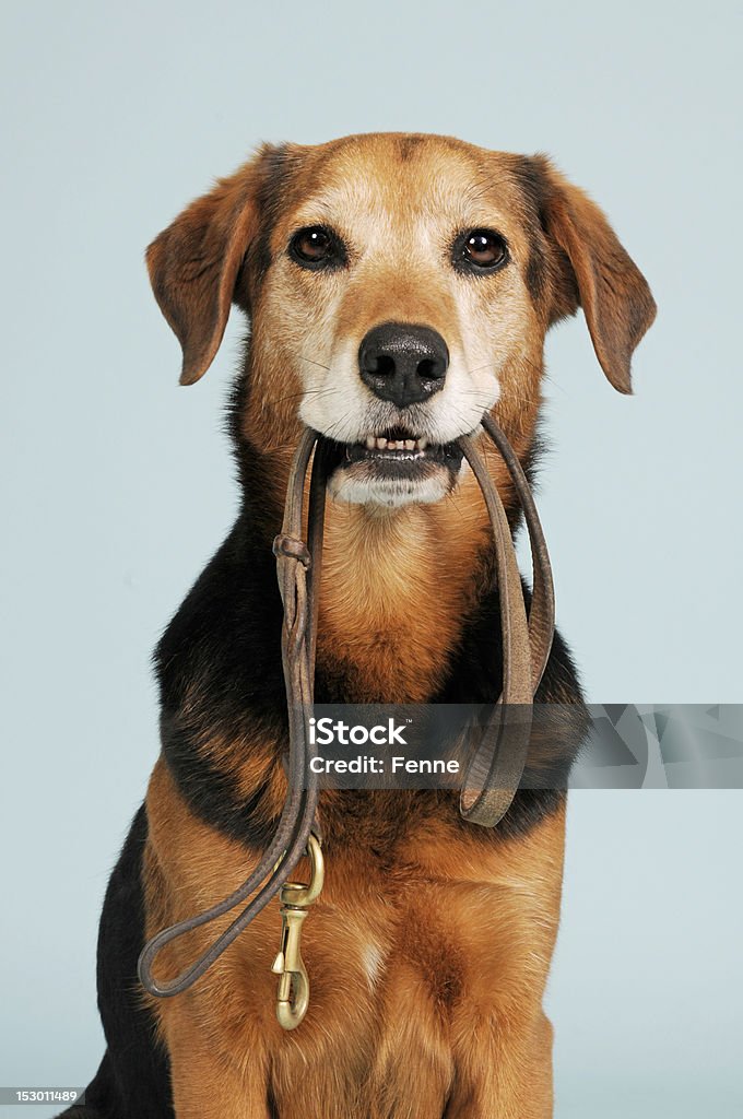 Dog leash This mixed breed dog is totally ready to go for a walk. She's holding the leash.Photograph made in studio. Dog Stock Photo