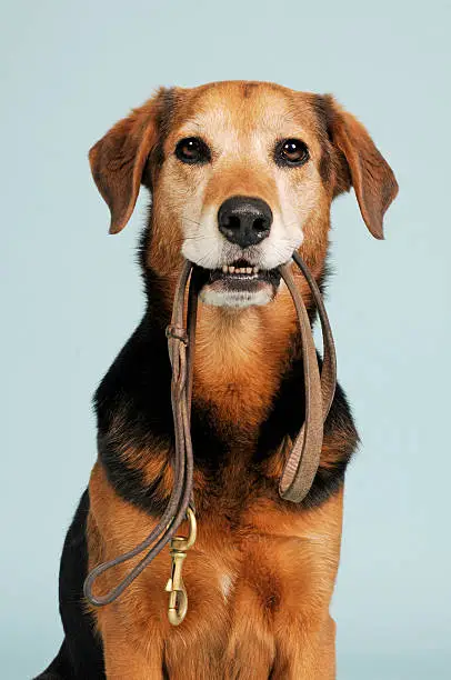 Photo of Dog leash