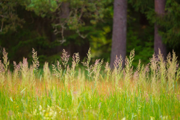 Emerald Symphony: Refreshing Green Forest Plants Flourishing in Summer in Northern Europe