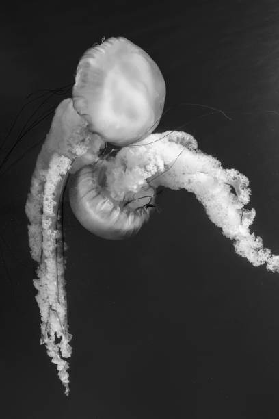 istock Jellyfish (Chrysaora fuscescens or Pacific sea nettle) in ocean water in black and white 1530117227