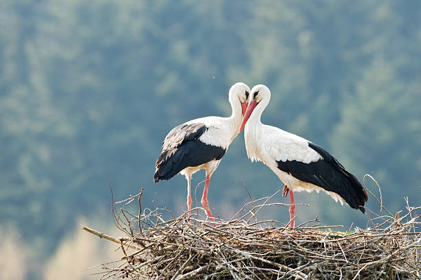 stork two stork on nest closeup stork stock pictures, royalty-free photos & images