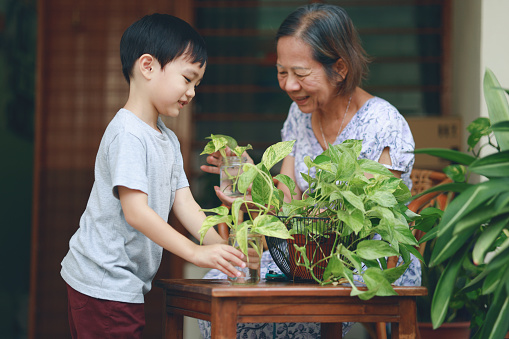 Grandson and grandmother potting plant together, spending quality time and embracing the concept of family bonding.