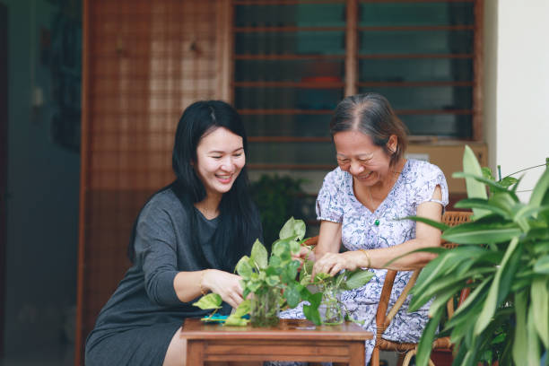 adult daughter is helping her mother repot a house plant at home The Asian adult daughter is helping her mother repot a house plant at home, spending quality time and strengthening their family bond gray hair young woman stock pictures, royalty-free photos & images