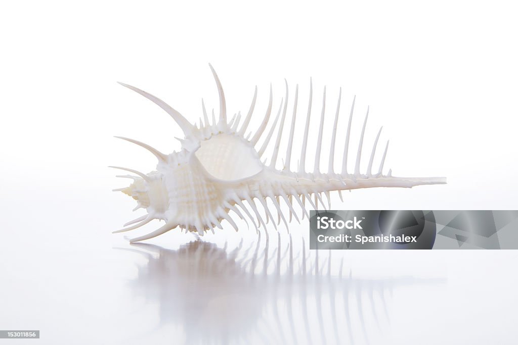 High-Key Spiky Seashell - Photo de Blanc libre de droits