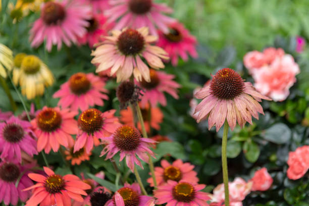 istock Wilted daisy flower in garden 1530119340