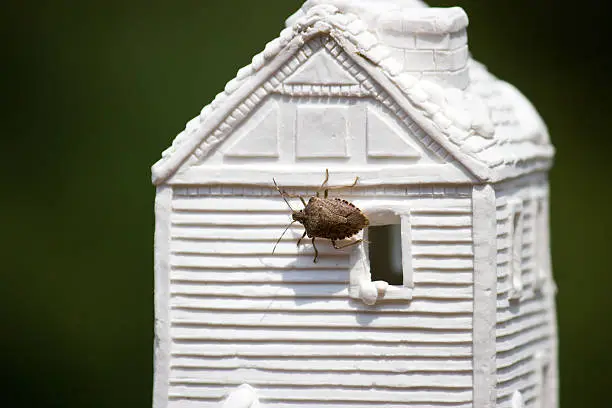 Not previously seen on our contintent, stink bugs were accidentally introduced into eastern Pennsylvania and are now invading homes all over the eastern side of the country, from Maine to South Carolina. They are particularly pesky throughout the warm months of spring.