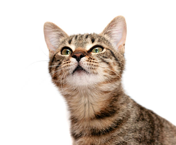 tabby cat looks with interest stock photo