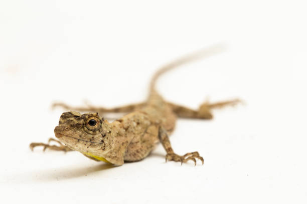 istock Flying dragon or flying lizard  Draco volans on white background 1530124083